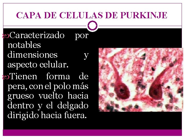 CAPA DE CELULAS DE PURKINJE Caracterizado por notables dimensiones y aspecto celular. Tienen forma