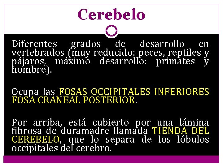 Cerebelo Diferentes grados de desarrollo en vertebrados (muy reducido: peces, reptiles y pájaros, máximo
