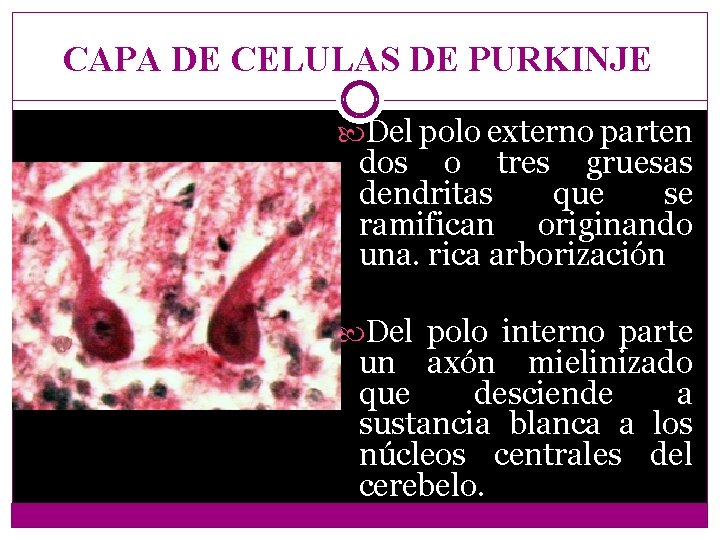 CAPA DE CELULAS DE PURKINJE Del polo externo parten dos o tres gruesas dendritas