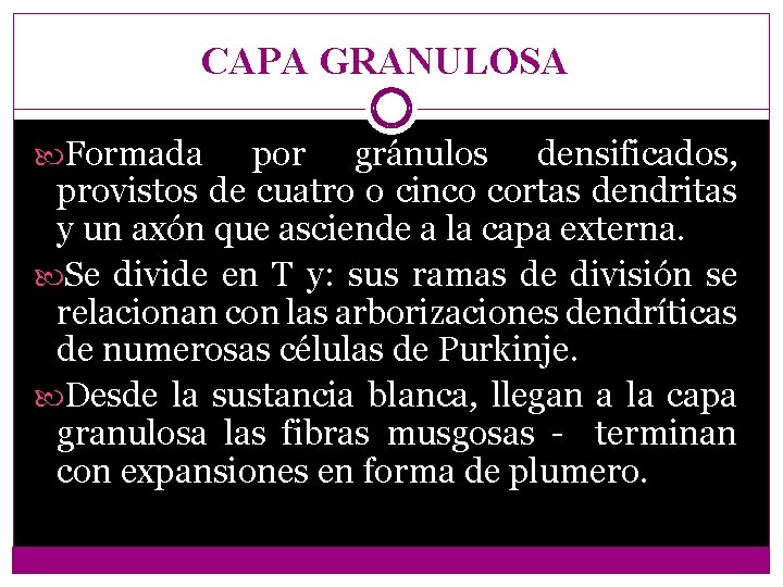 CAPA GRANULOSA Formada por gránulos densificados, provistos de cuatro o cinco cortas dendritas y