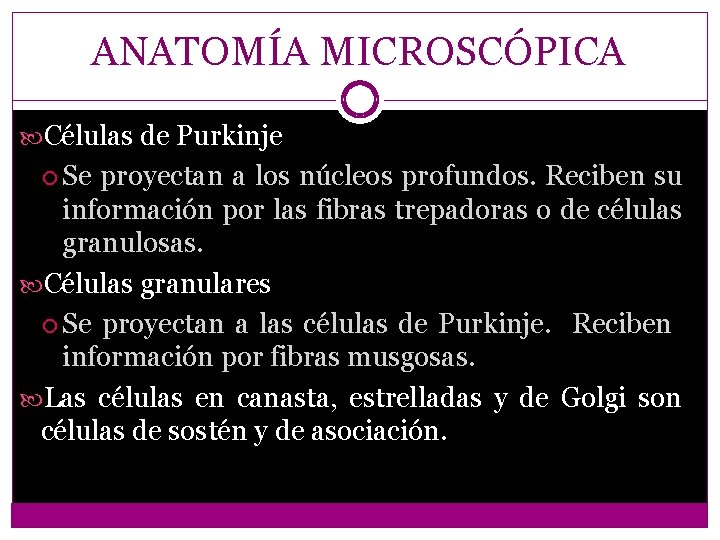 ANATOMÍA MICROSCÓPICA Células de Purkinje Se proyectan a los núcleos profundos. Reciben su información