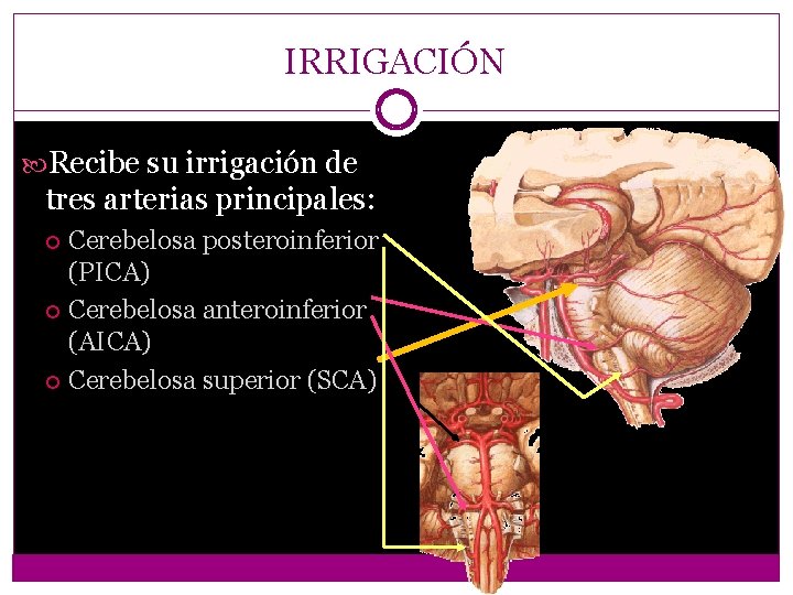 IRRIGACIÓN Recibe su irrigación de tres arterias principales: Cerebelosa posteroinferior (PICA) Cerebelosa anteroinferior (AICA)