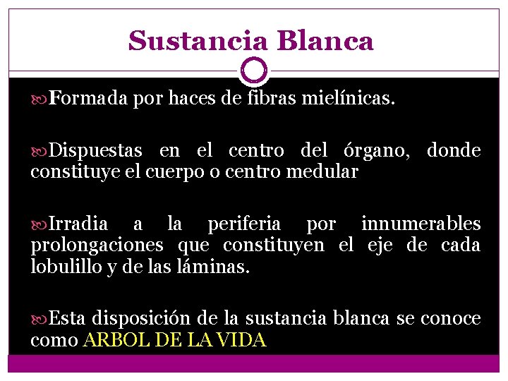 Sustancia Blanca Formada por haces de fibras mielínicas. Dispuestas en el centro del órgano,