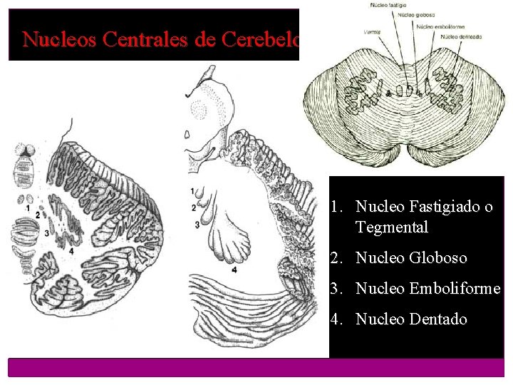 Nucleos Centrales de Cerebelo 1. Nucleo Fastigiado o Tegmental 2. Nucleo Globoso 3. Nucleo