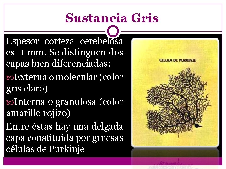 Sustancia Gris Espesor corteza cerebelosa es 1 mm. Se distinguen dos capas bien diferenciadas: