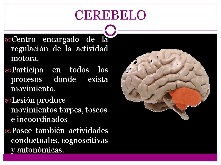 CEREBELO Centro encargado de la regulación de la actividad motora. Participa en todos los