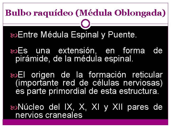 Bulbo raquídeo (Médula Oblongada) Entre Médula Espinal y Puente. Es una extensión, en forma