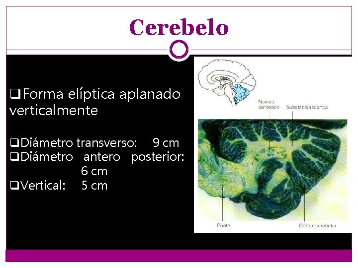 Cerebelo q. Forma elíptica aplanado verticalmente q. Diámetro transverso: 9 cm q. Diámetro antero