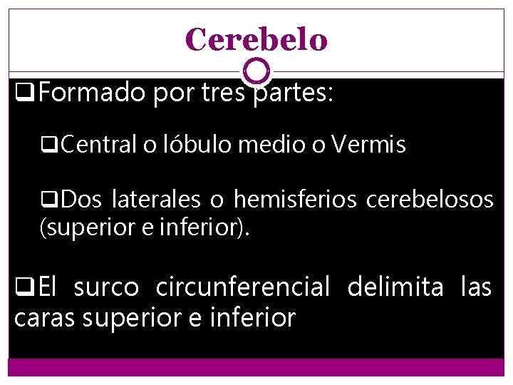 Cerebelo q. Formado por tres partes: q. Central o lóbulo medio o Vermis q.