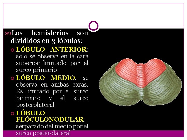  Los hemisferios son divididos en 3 lóbulos: LÓBULO ANTERIOR: solo se observa en