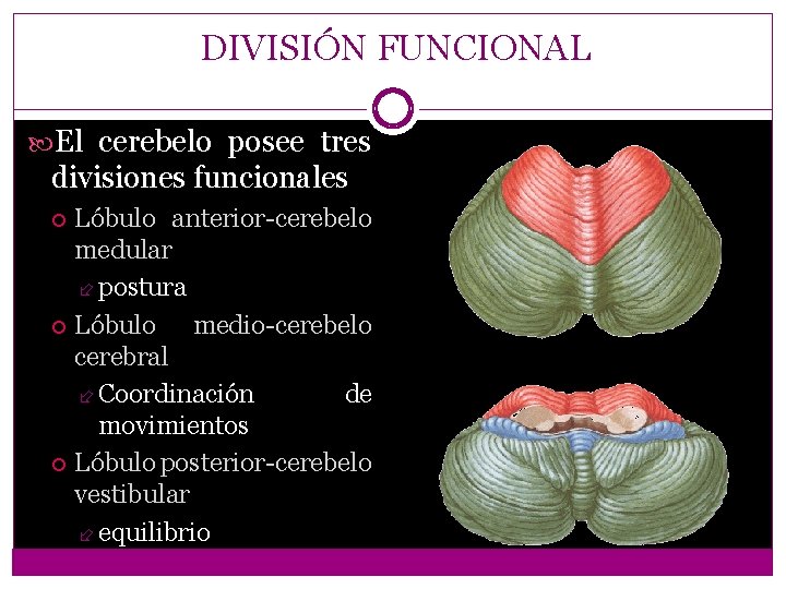 DIVISIÓN FUNCIONAL El cerebelo posee tres divisiones funcionales Lóbulo anterior-cerebelo medular postura Lóbulo medio-cerebelo