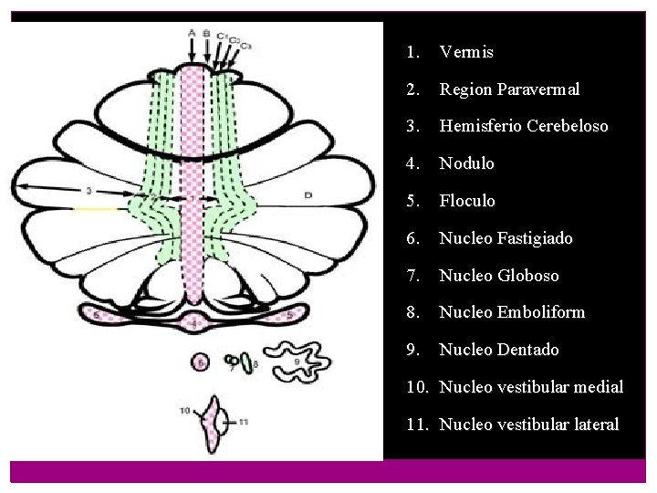 1. Vermis 2. Region Paravermal 3. Hemisferio Cerebeloso 4. Nodulo 5. Floculo 6. Nucleo