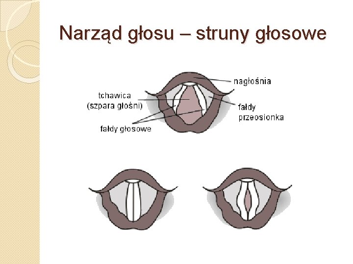 Narząd głosu – struny głosowe 