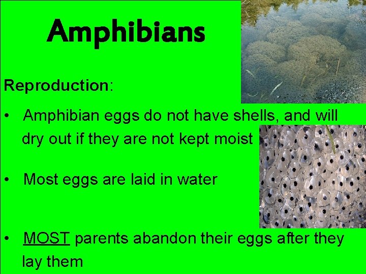 Amphibians Reproduction: • Amphibian eggs do not have shells, and will dry out if