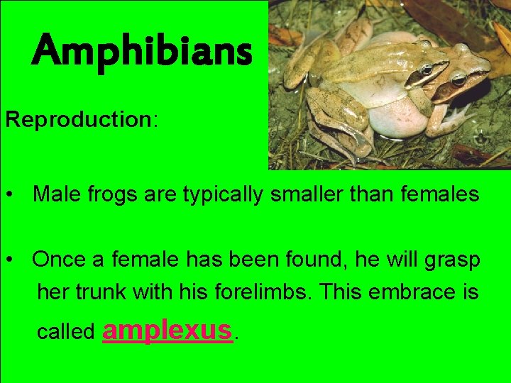 Amphibians Reproduction: • Male frogs are typically smaller than females • Once a female
