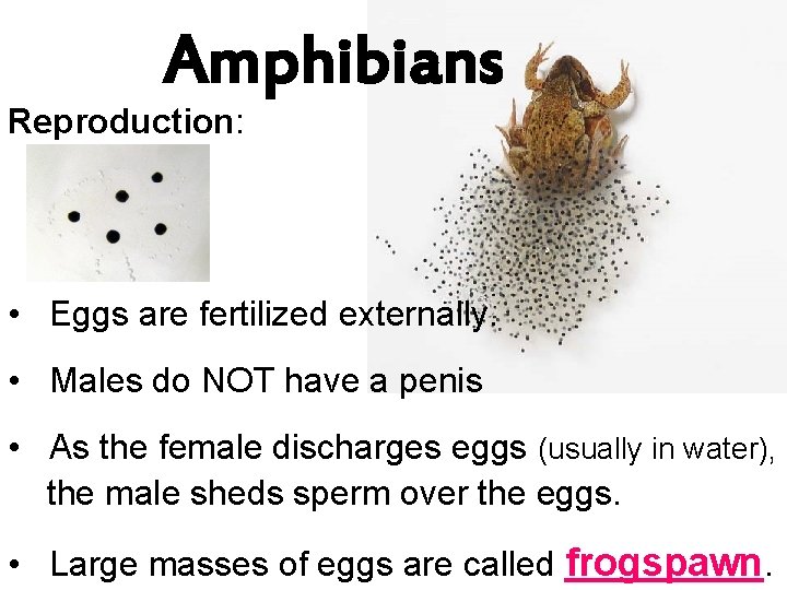 Amphibians Reproduction: • Eggs are fertilized externally. • Males do NOT have a penis
