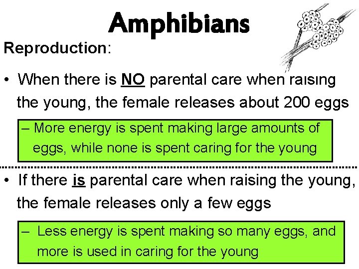 Amphibians Reproduction: • When there is NO parental care when raising the young, the