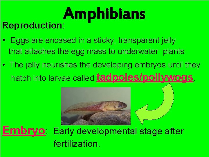 Amphibians Reproduction: • Eggs are encased in a sticky, transparent jelly that attaches the