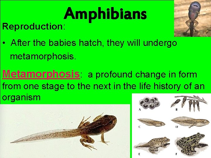 Amphibians Reproduction: • After the babies hatch, they will undergo metamorphosis. Metamorphosis: a profound