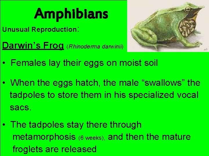 Amphibians Unusual Reproduction: Darwin’s Frog (Rhinoderma darwinii) • Females lay their eggs on moist