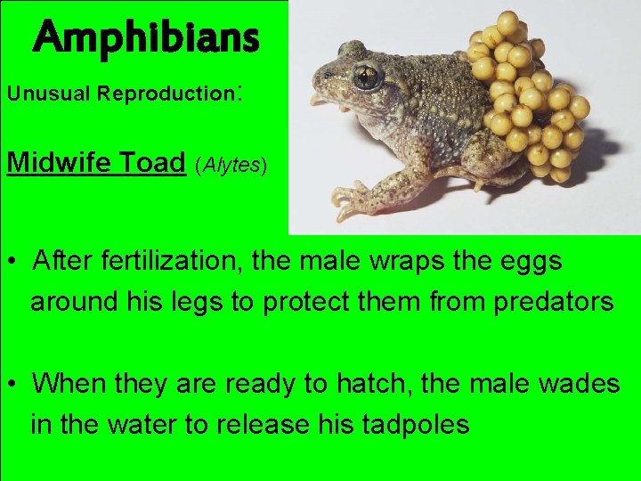 Amphibians Unusual Reproduction: Midwife Toad (Alytes) • After fertilization, the male wraps the eggs