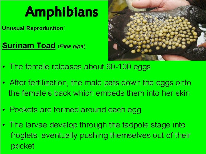 Amphibians Unusual Reproduction: Surinam Toad (Pipa pipa) • The female releases about 60 -100