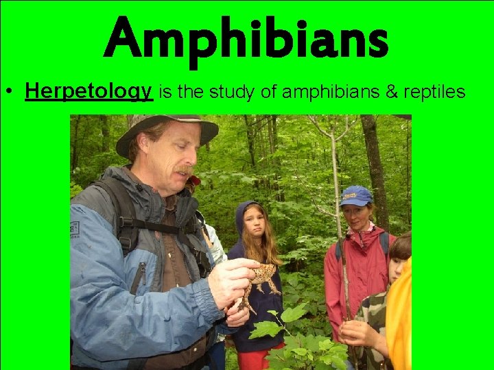 Amphibians • Herpetology is the study of amphibians & reptiles 