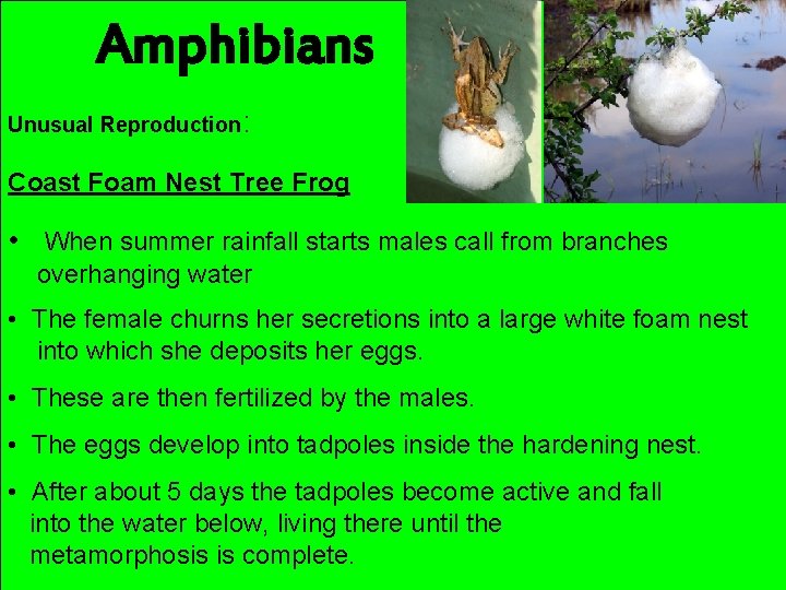 Amphibians Unusual Reproduction: Coast Foam Nest Tree Frog • When summer rainfall starts males