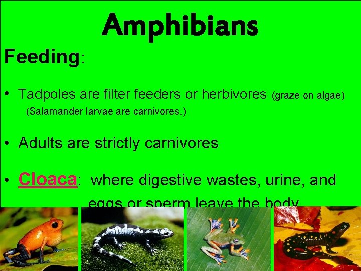 Amphibians Feeding: • Tadpoles are filter feeders or herbivores (graze on algae) (Salamander larvae