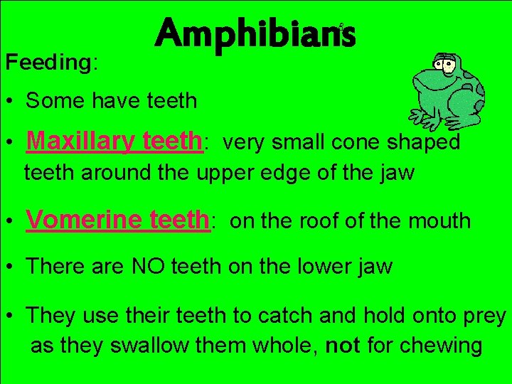 Feeding: Amphibians • Some have teeth • Maxillary teeth: very small cone shaped teeth