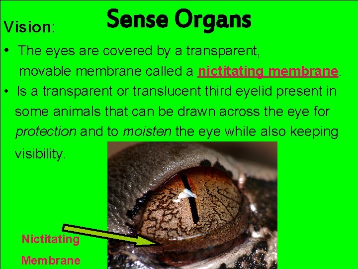 Sense Organs Vision: • The eyes are covered by a transparent, movable membrane called
