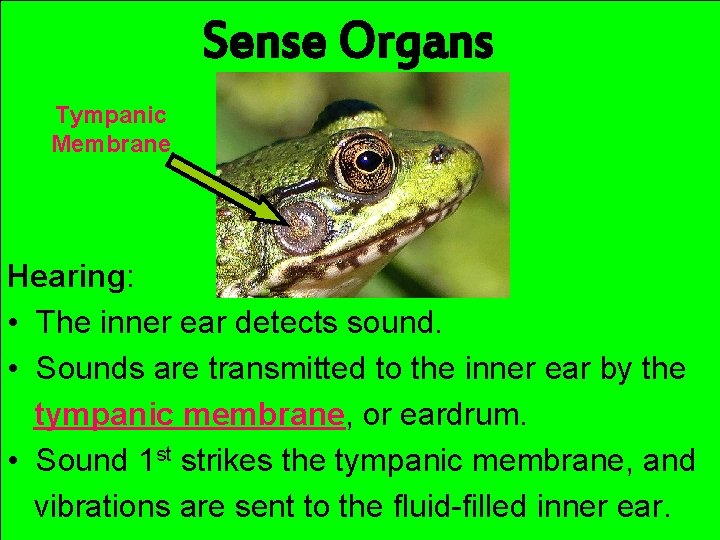 Sense Organs Tympanic Membrane Hearing: • The inner ear detects sound. • Sounds are