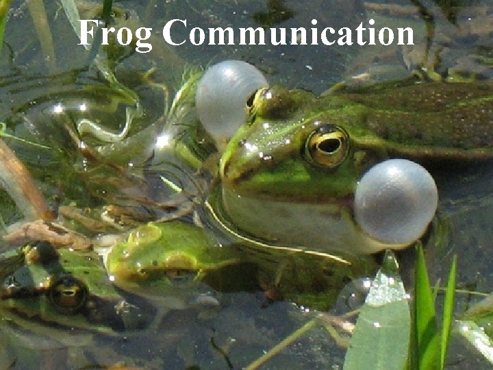 Frog Communication 