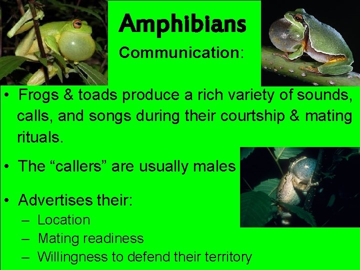 Amphibians Communication: • Frogs & toads produce a rich variety of sounds, calls, and