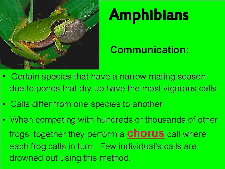 Amphibians Communication: • Certain species that have a narrow mating season due to ponds