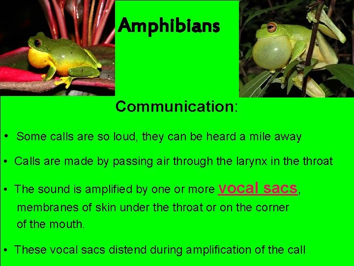 Amphibians Communication: • Some calls are so loud, they can be heard a mile