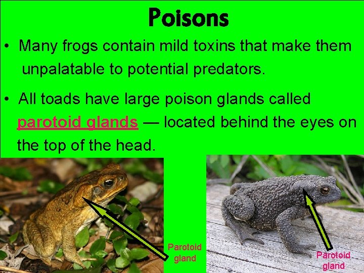 Poisons • Many frogs contain mild toxins that make them unpalatable to potential predators.