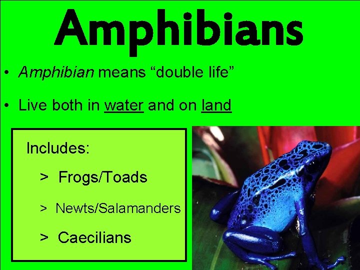 Amphibians • Amphibian means “double life” • Live both in water and on land