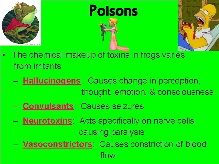 Poisons • The chemical makeup of toxins in frogs varies from irritants – Hallucinogens: