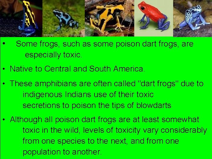  • Some frogs, such as some poison dart frogs, are especially toxic. •