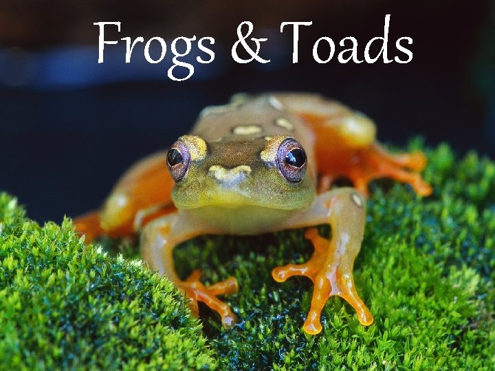 Frogs & Toads 