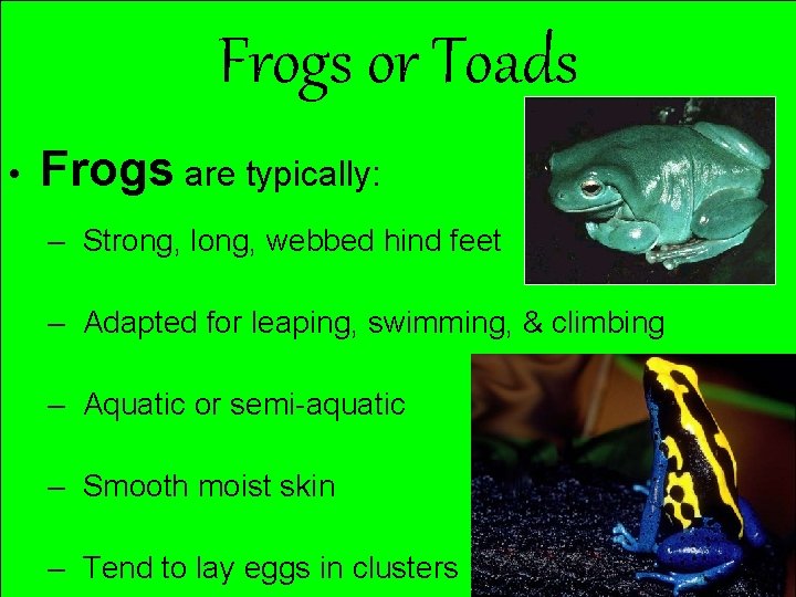 Frogs or Toads • Frogs are typically: – Strong, long, webbed hind feet –