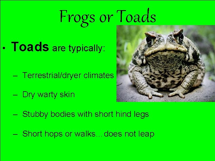 Frogs or Toads • Toads are typically: – Terrestrial/dryer climates – Dry warty skin
