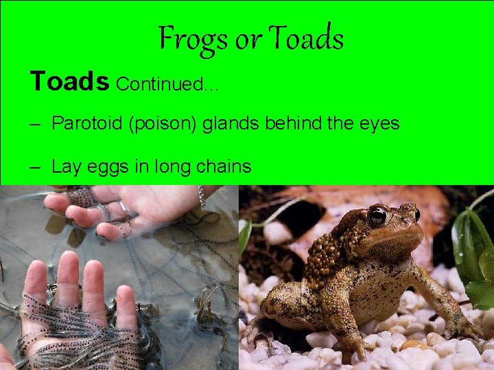 Frogs or Toads Continued… – Parotoid (poison) glands behind the eyes – Lay eggs