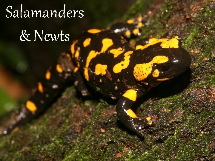 Salamanders & Newts 