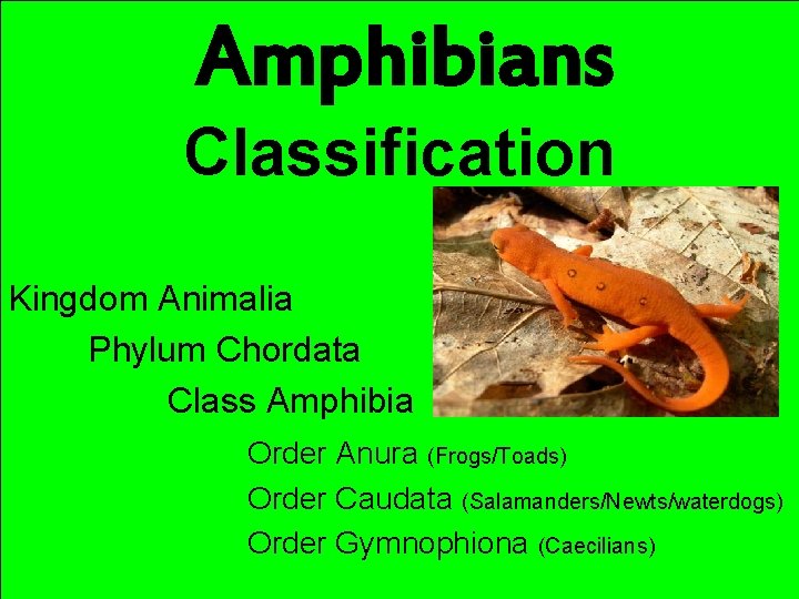 Amphibians Classification Kingdom Animalia Phylum Chordata Class Amphibia Order Anura (Frogs/Toads) Order Caudata (Salamanders/Newts/waterdogs)