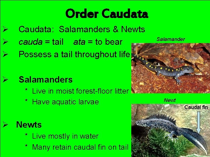 Order Caudata Ø Ø Ø Caudata: Salamanders & Newts cauda = tail ata =