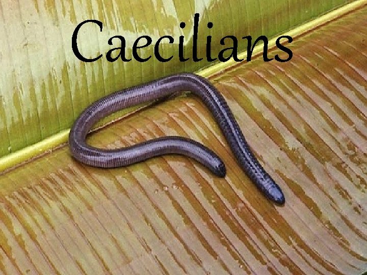 Caecilians 