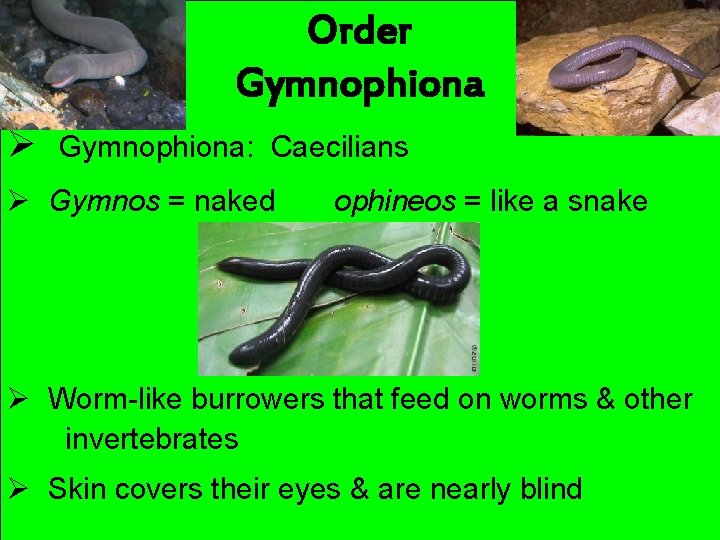 Order Gymnophiona Ø Gymnophiona: Caecilians Ø Gymnos = naked ophineos = like a snake