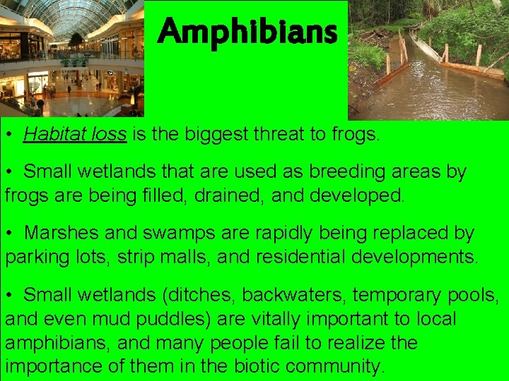 Amphibians • Habitat loss is the biggest threat to frogs. • Small wetlands that